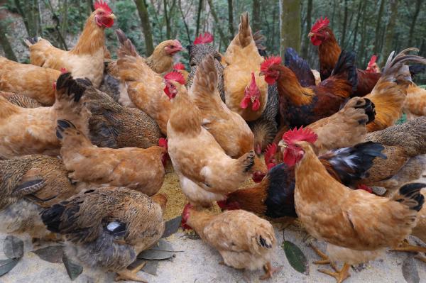 南溪镇溪东社区下寨小组生态鸡养殖基地_林下养殖生态模式_红河哈尼族彝族自治州河口县林下鸡养殖