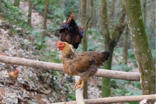 红河哈尼族彝族自治州河口县林下鸡养殖_南溪镇溪东社区下寨小组生态鸡养殖基地_林下养殖生态模式