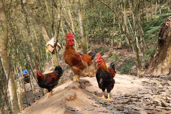 林下养殖生态模式_南溪镇溪东社区下寨小组生态鸡养殖基地_红河哈尼族彝族自治州河口县林下鸡养殖