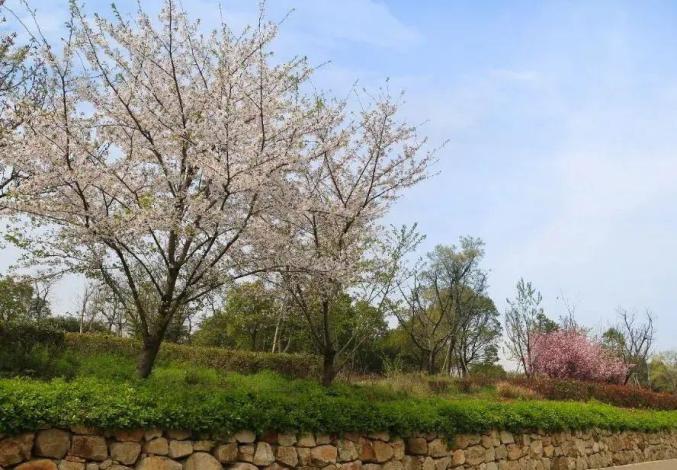 安徽省蚌埠市固镇县樱花_蚌埠春游赏花樱花园花博园樱花大道_蚌埠赏花时间地点推荐梨园村香雪度假村