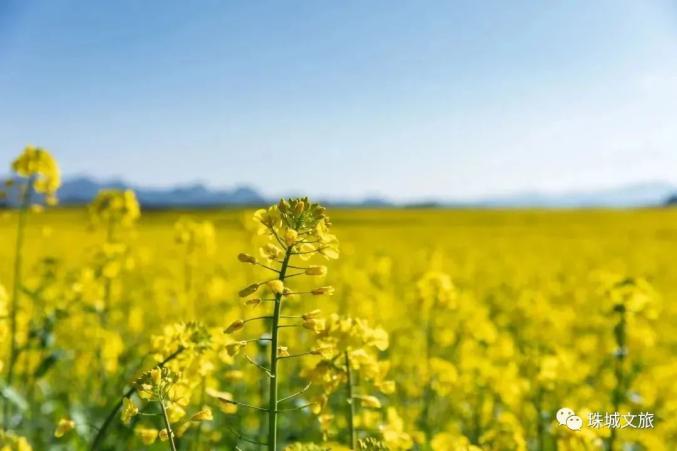 蚌埠赏花时间地点推荐梨园村香雪度假村_蚌埠春游赏花樱花园花博园樱花大道_安徽省蚌埠市固镇县樱花