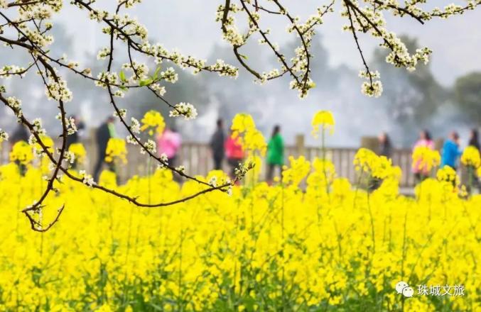 蚌埠春游赏花樱花园花博园樱花大道_蚌埠赏花时间地点推荐梨园村香雪度假村_安徽省蚌埠市固镇县樱花