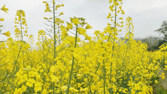 蚌埠赏花时间地点推荐梨园村香雪度假村_安徽省蚌埠市固镇县樱花_蚌埠春游赏花樱花园花博园樱花大道