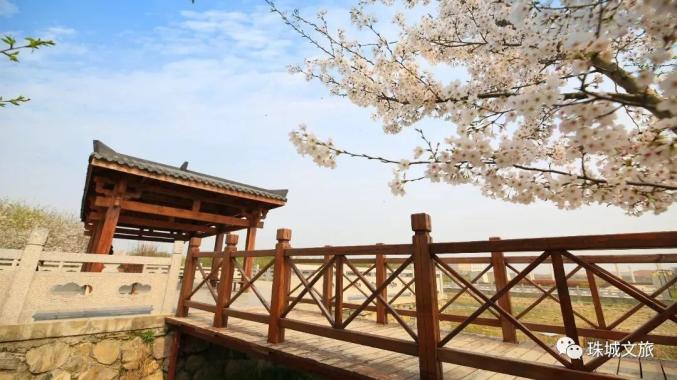 蚌埠赏花时间地点推荐梨园村香雪度假村_蚌埠春游赏花樱花园花博园樱花大道_安徽省蚌埠市固镇县樱花