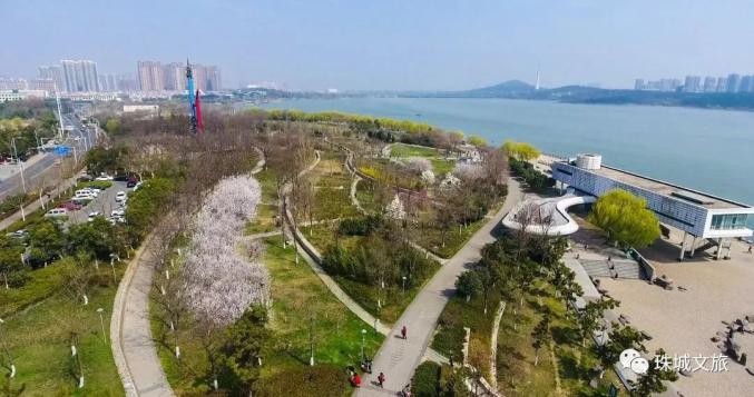 蚌埠春游赏花樱花园花博园樱花大道_安徽省蚌埠市固镇县樱花_蚌埠赏花时间地点推荐梨园村香雪度假村