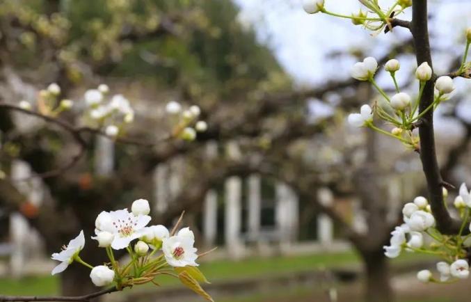 蚌埠赏花时间地点推荐梨园村香雪度假村_安徽省蚌埠市固镇县樱花_蚌埠春游赏花樱花园花博园樱花大道