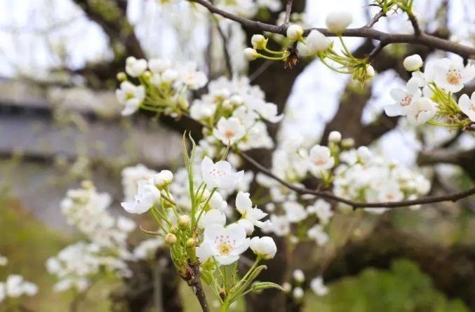 蚌埠春游赏花樱花园花博园樱花大道_蚌埠赏花时间地点推荐梨园村香雪度假村_安徽省蚌埠市固镇县樱花