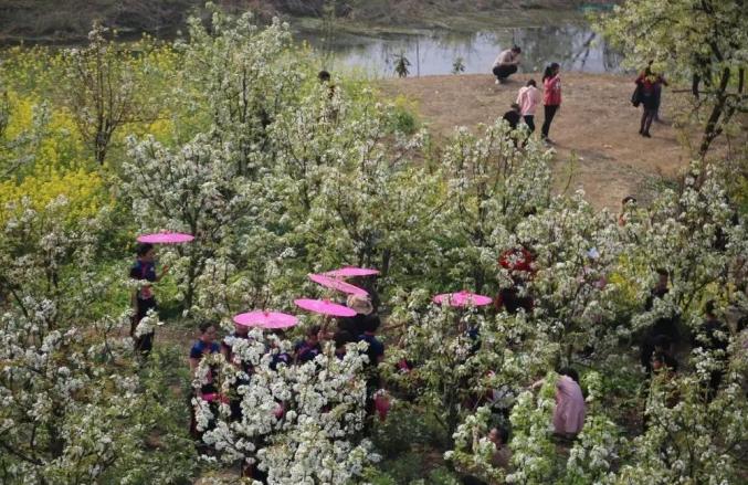 安徽省蚌埠市固镇县樱花_蚌埠赏花时间地点推荐梨园村香雪度假村_蚌埠春游赏花樱花园花博园樱花大道