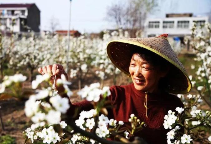 蚌埠赏花时间地点推荐梨园村香雪度假村_安徽省蚌埠市固镇县樱花_蚌埠春游赏花樱花园花博园樱花大道