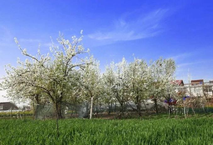 安徽省蚌埠市固镇县樱花_蚌埠赏花时间地点推荐梨园村香雪度假村_蚌埠春游赏花樱花园花博园樱花大道