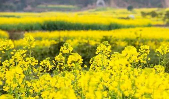 蚌埠赏花时间地点推荐梨园村香雪度假村_蚌埠春游赏花樱花园花博园樱花大道_安徽省蚌埠市固镇县樱花