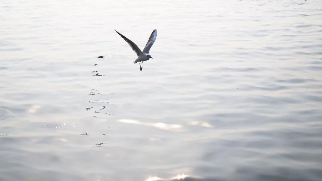 海警救生衣春节_海警春节装备_海警新设计服装