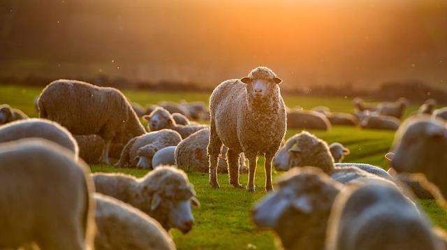 沪深股市 指数_卖辣椒的故事股市启示_主力资金分类