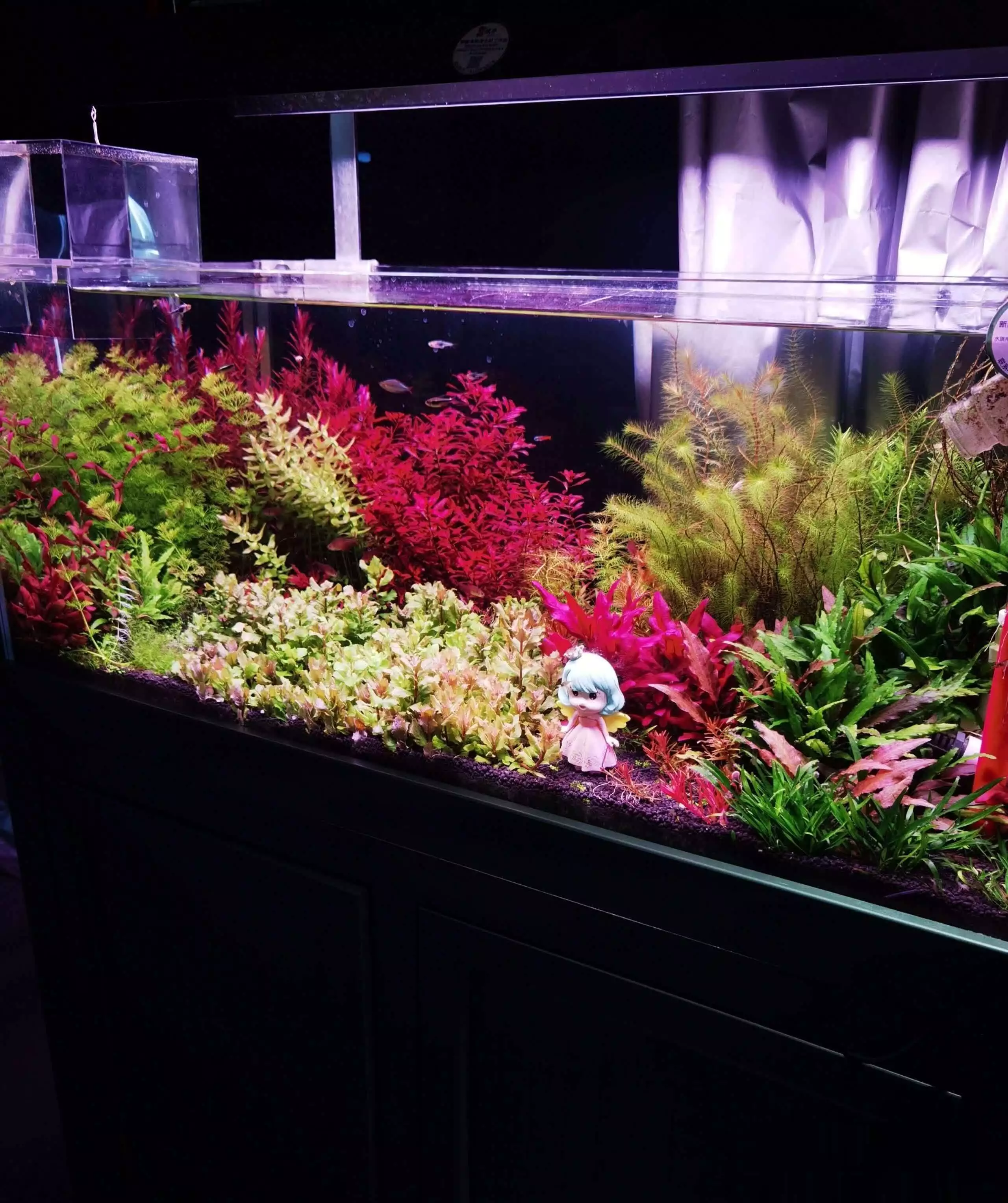 生态鱼缸养鱼注意事项_水草缸维护指南_生态鱼缸类型对比