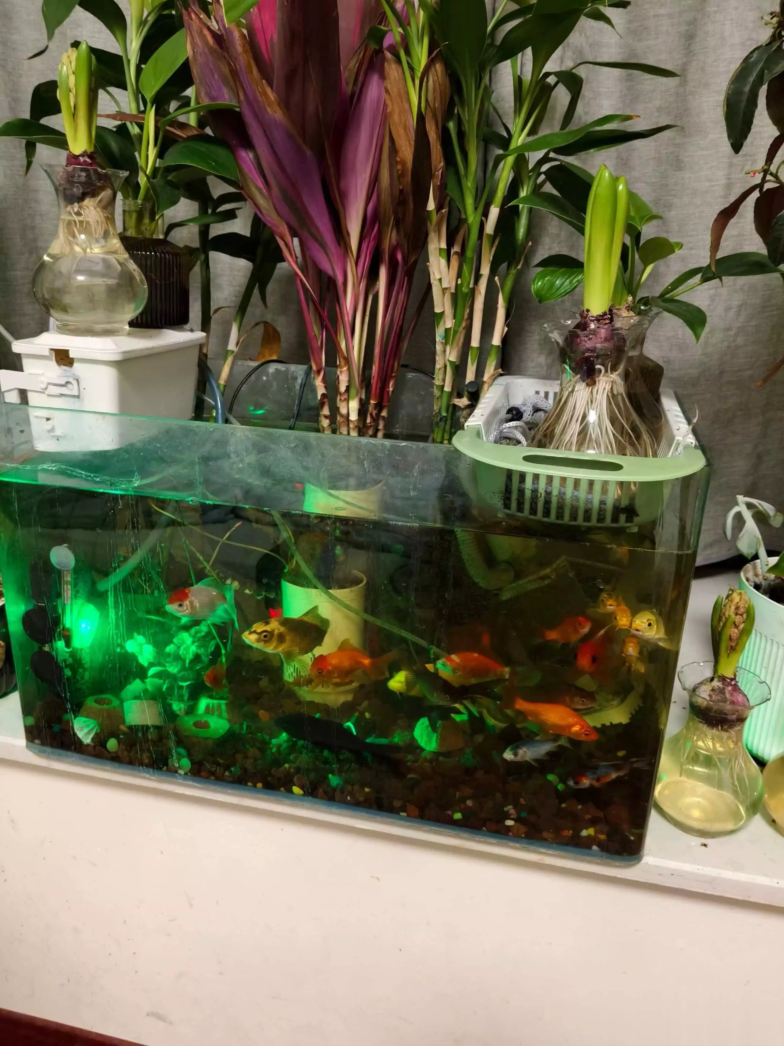 水草缸维护指南_生态鱼缸类型对比_生态鱼缸养鱼注意事项