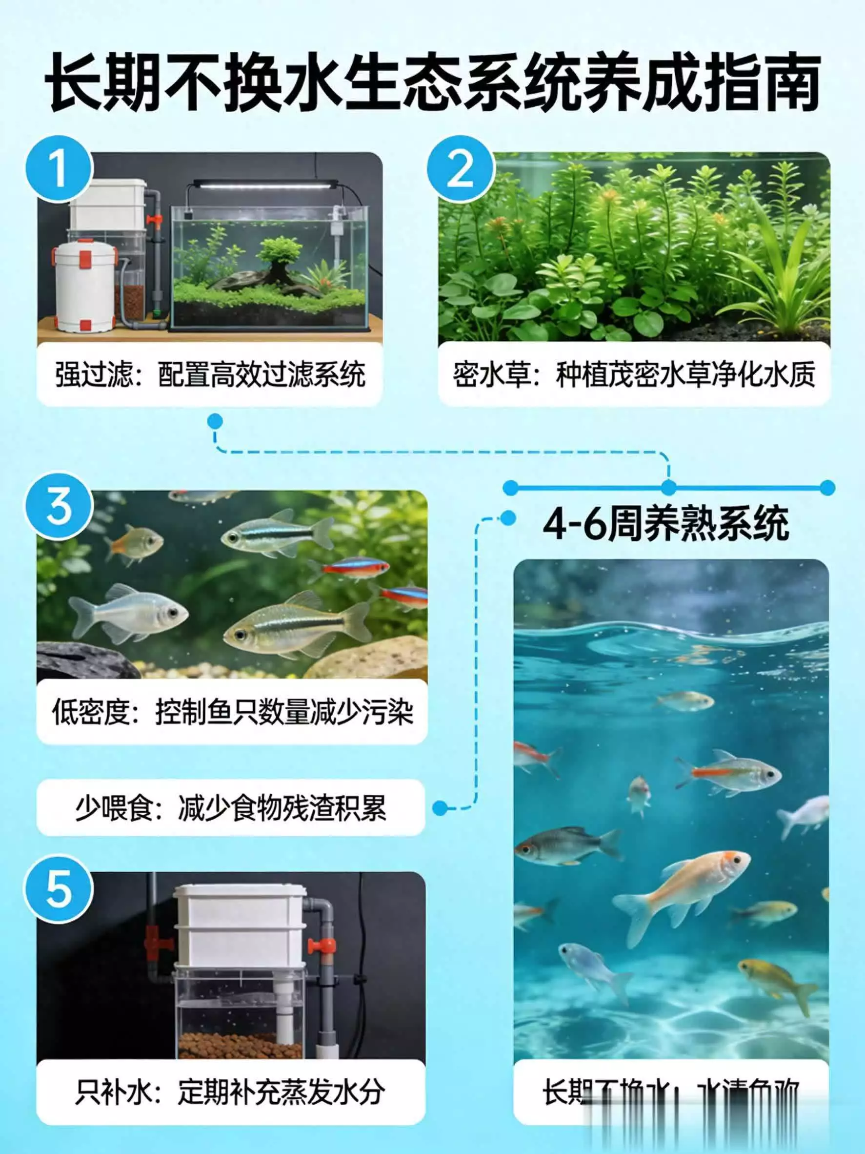 不换水鱼缸技巧_生态鱼缸养鱼注意事项_生态平衡养鱼