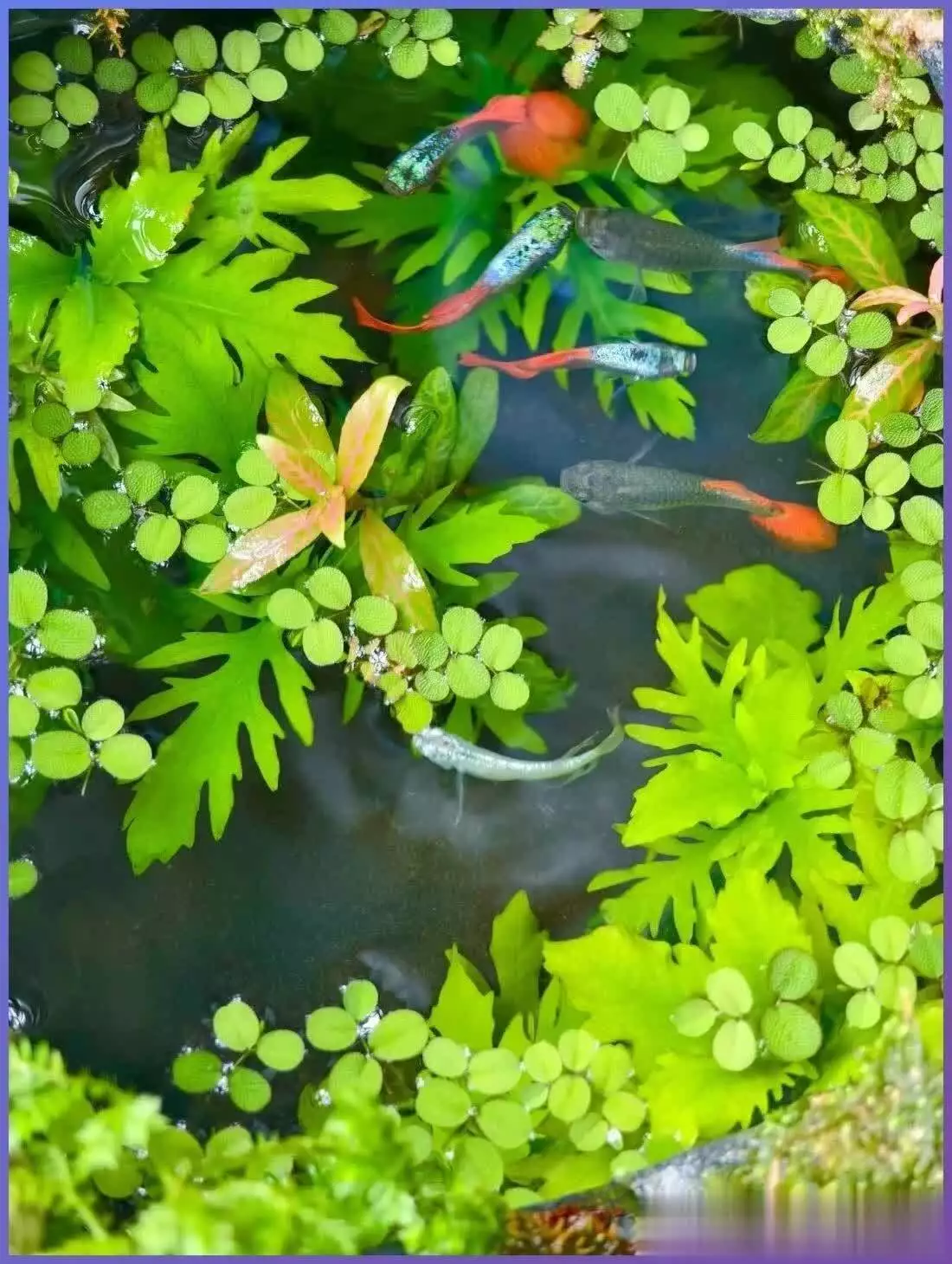 生态鱼缸养鱼注意事项_生态平衡养鱼_不换水鱼缸技巧