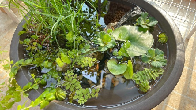 免维护水族箱设计_鱼缸生态系统怎么做_生态缸搭建