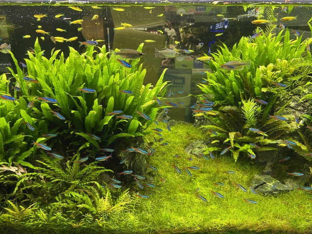 鱼缸生态系统怎么做_生态缸搭建_免维护水族箱设计