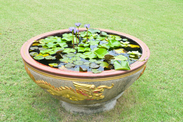 鱼缸生态系统怎么做_免维护水族箱设计_生态缸搭建