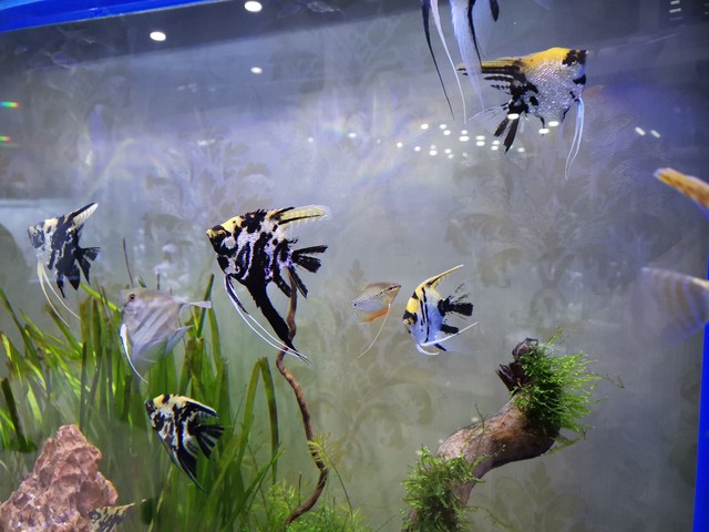 免维护水族箱设计_鱼缸生态系统怎么做_生态缸搭建