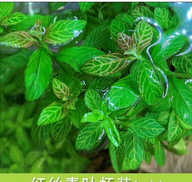 火山石底床水草配置_鱼缸生态系统怎么做_懒人生态缸