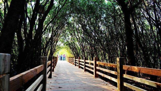 上海吴淞炮台湾湿地森林公园 门票10元 江浙沪后花园_上海湿地公园哪个好玩