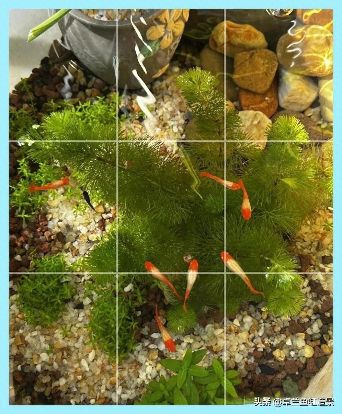 生态缸搭建_懒人养鱼指南_新手水草缸_鱼缸生态系统怎么做