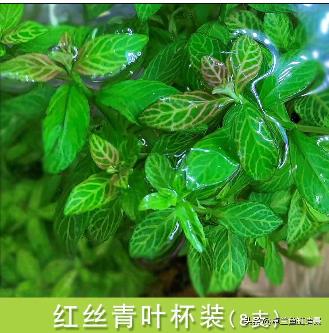 鱼缸生态系统怎么做_生态缸搭建_懒人养鱼指南_新手水草缸