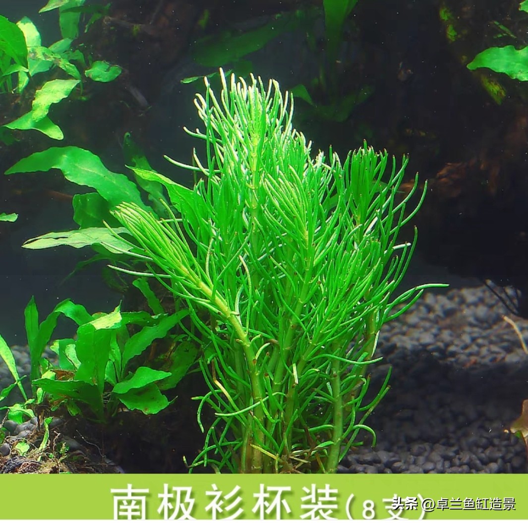 生态缸搭建_懒人养鱼指南_新手水草缸_鱼缸生态系统怎么做