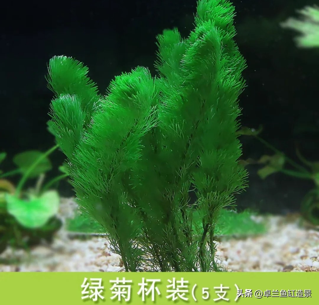 生态缸搭建_懒人养鱼指南_新手水草缸_鱼缸生态系统怎么做