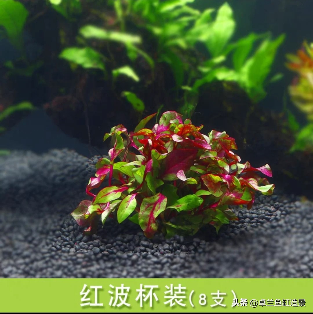 鱼缸生态系统怎么做_生态缸搭建_懒人养鱼指南_新手水草缸