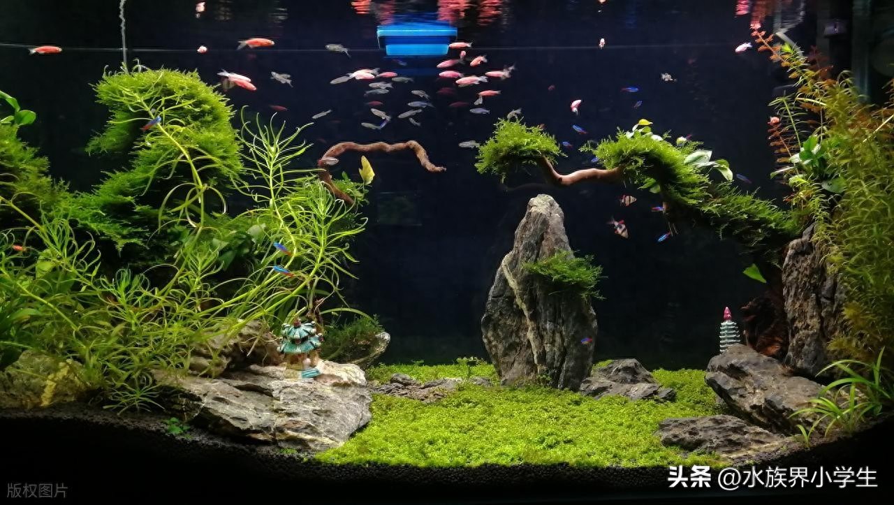 鱼缸生态系统怎么做_自维持生态系统构建_进阶鱼缸闭环循环设计