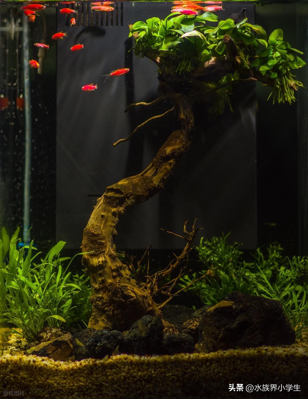 自维持生态系统构建_进阶鱼缸闭环循环设计_鱼缸生态系统怎么做