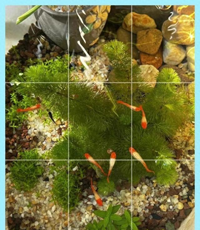 生态缸搭建_鱼缸生态系统怎么做_懒人生态缸配置