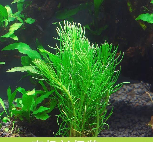 鱼缸生态系统怎么做_懒人生态缸配置_生态缸搭建