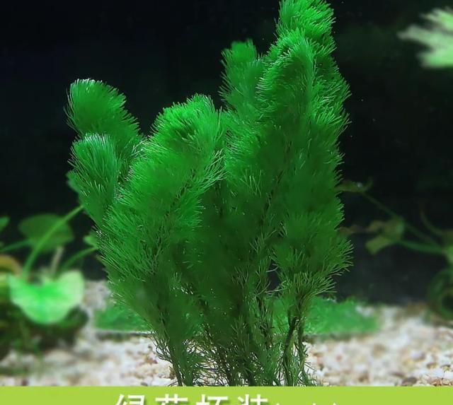 生态缸搭建_鱼缸生态系统怎么做_懒人生态缸配置