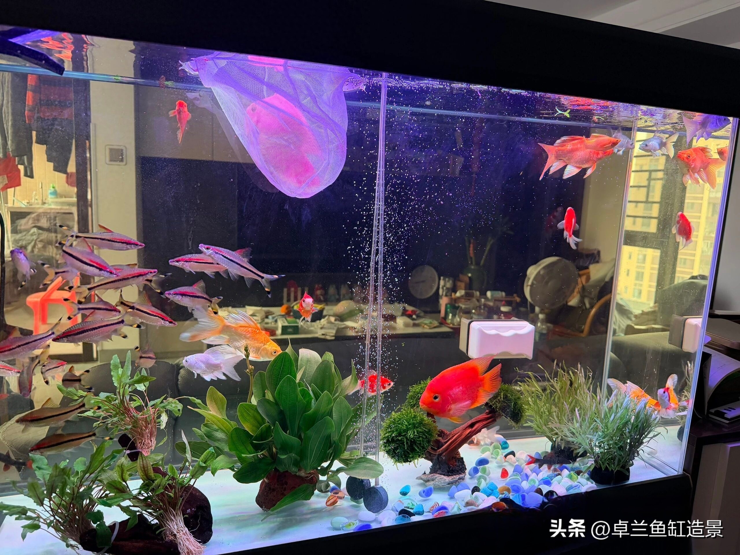 生态鱼缸搭建_鱼缸生态系统怎么做_新手养鱼指南