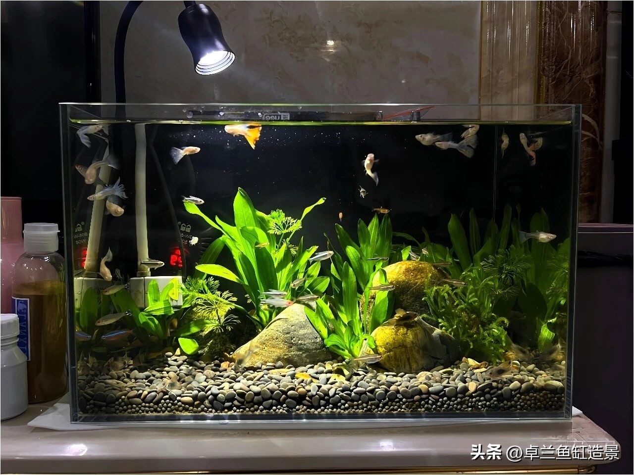 生态鱼缸搭建_鱼缸生态系统怎么做_新手养鱼指南