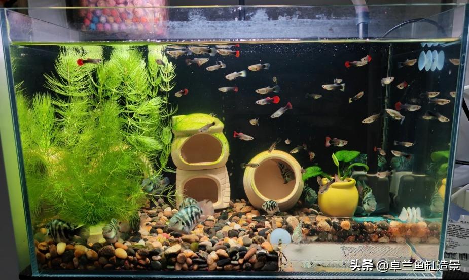 生态鱼缸搭建_新手养鱼指南_鱼缸生态系统怎么做