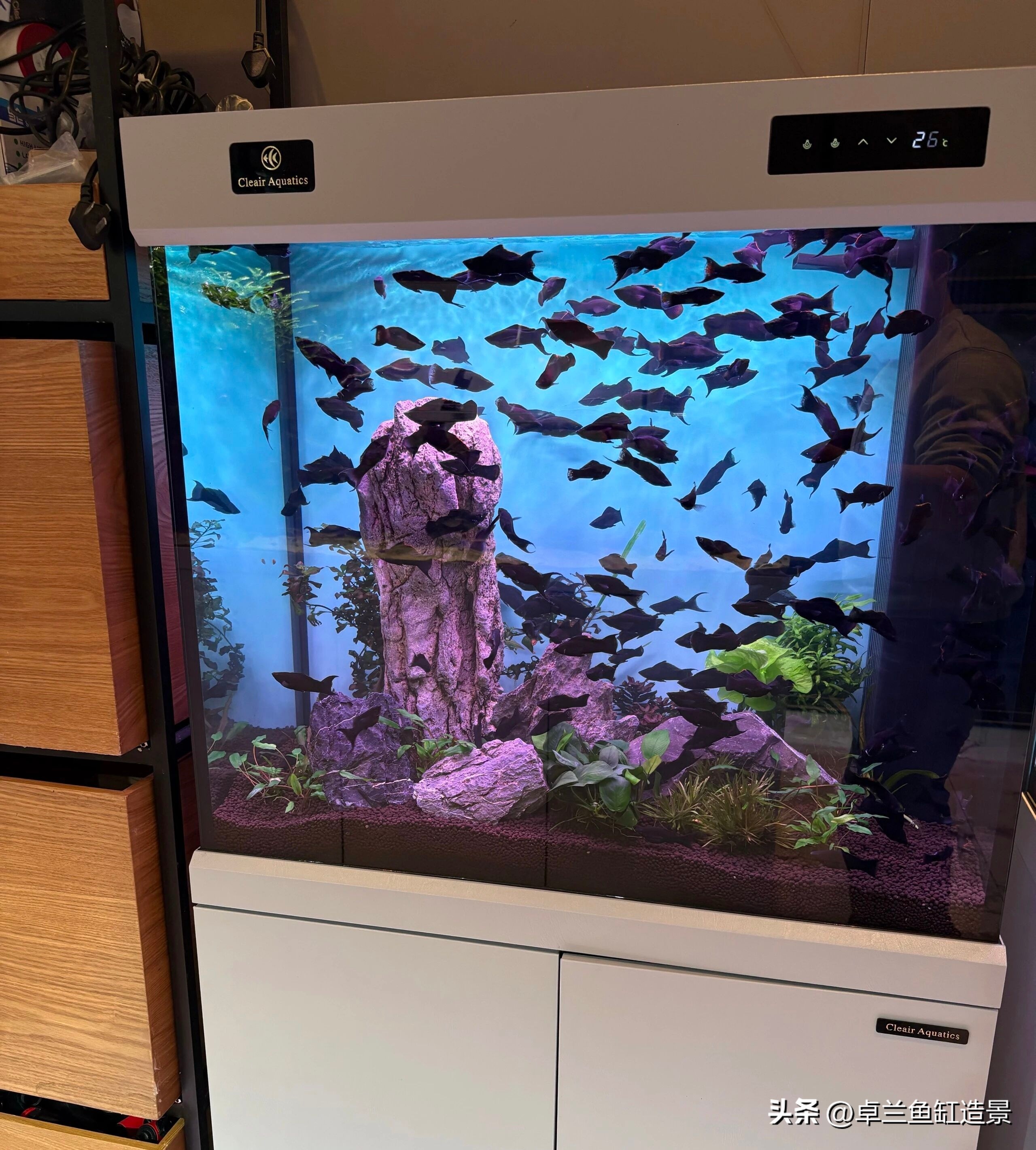 生态鱼缸搭建_鱼缸生态系统怎么做_新手养鱼指南