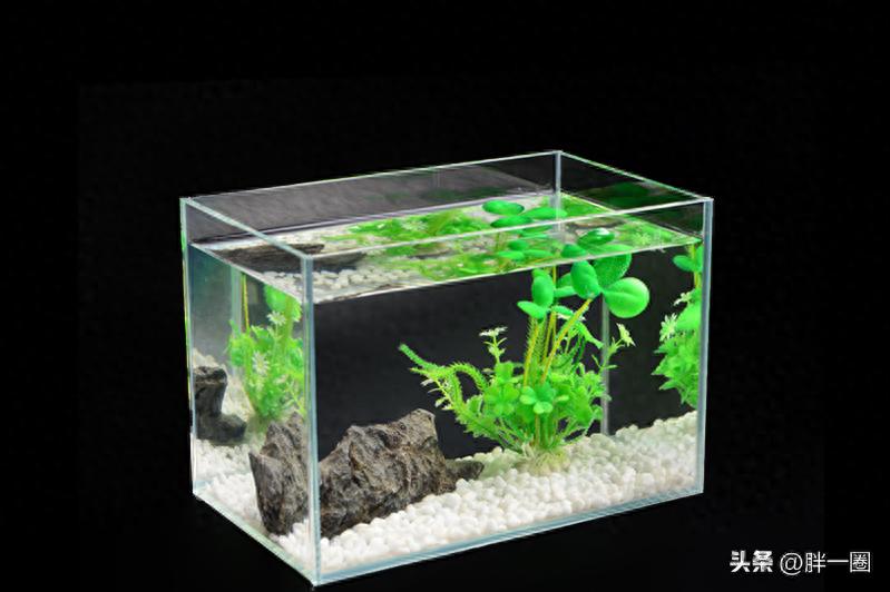 鱼缸半年不换水_鱼缸一年不换水_鱼缸生态系统怎么做