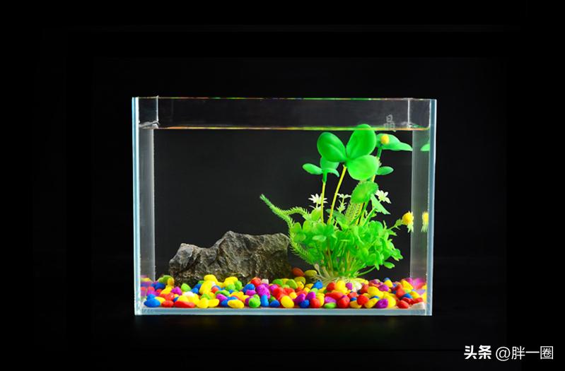鱼缸一年不换水_鱼缸半年不换水_鱼缸生态系统怎么做