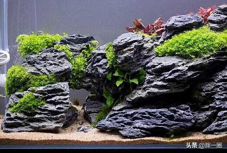 鱼缸生态系统怎么做_鱼缸半年不换水_鱼缸一年不换水