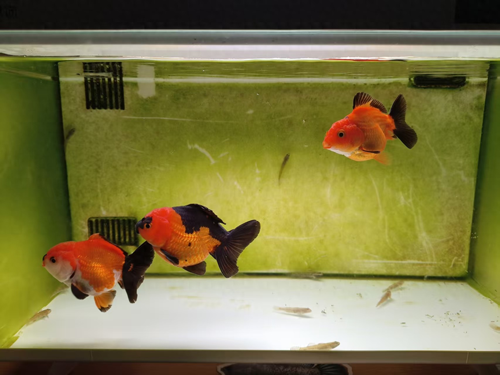 养鱼先养水_硝化细菌养水步骤_鱼缸生态系统怎么做