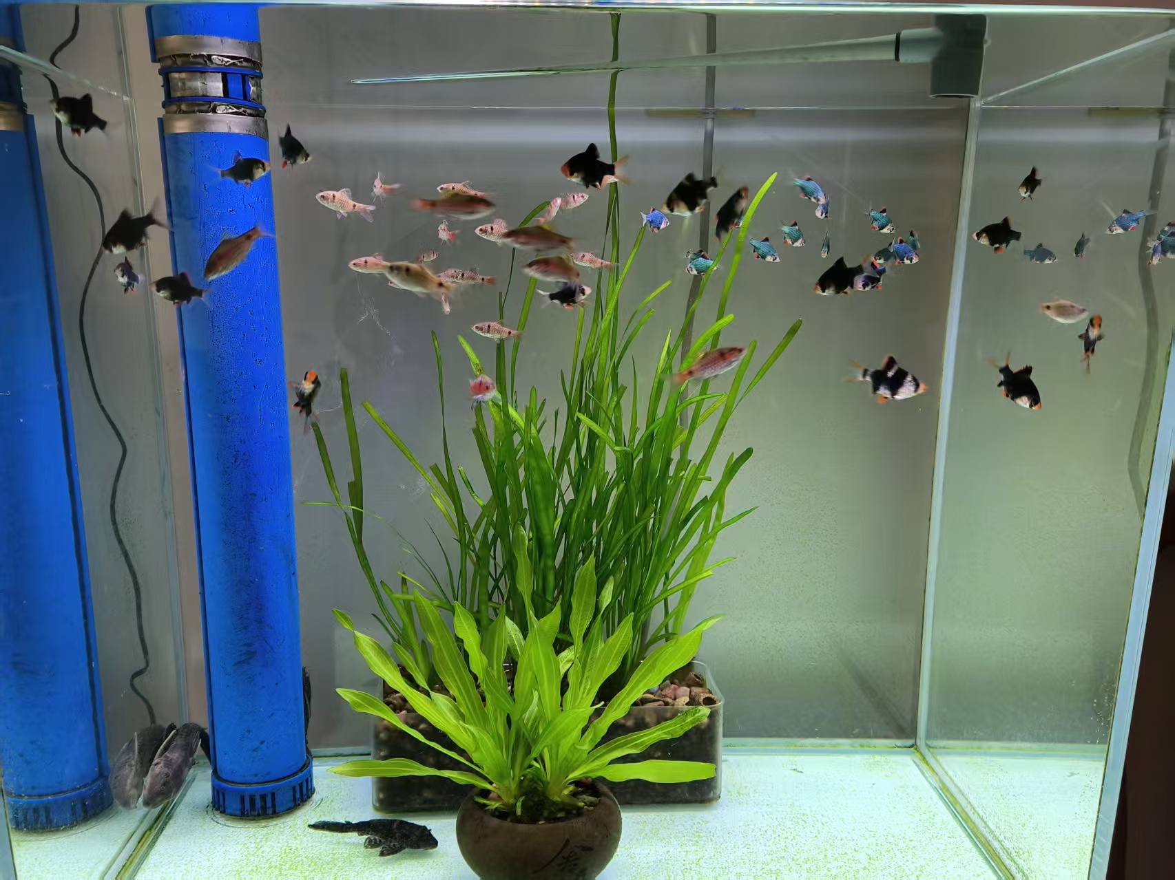 鱼缸生态系统怎么做_硝化细菌养水步骤_养鱼先养水