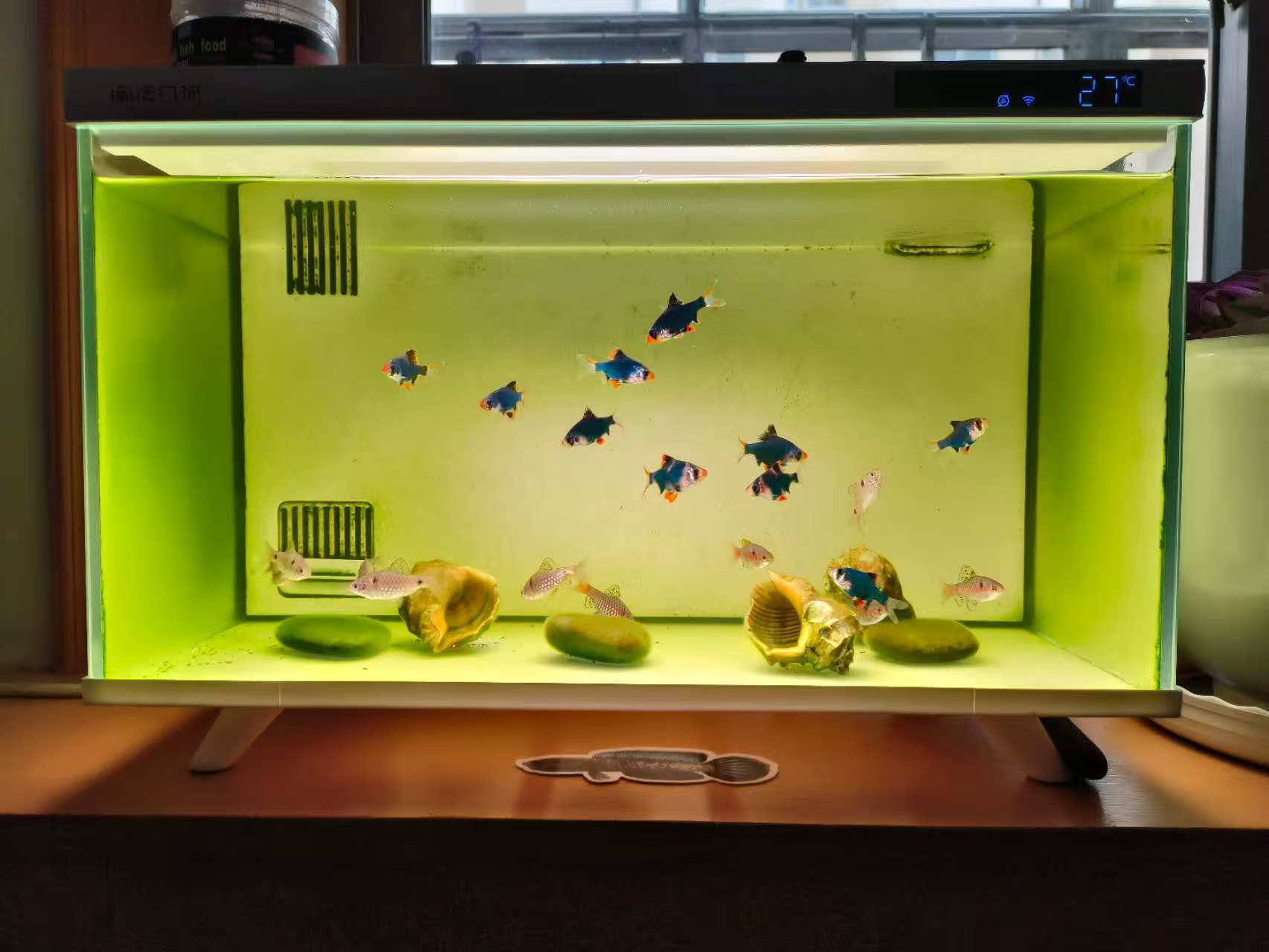 硝化细菌养水步骤_养鱼先养水_鱼缸生态系统怎么做