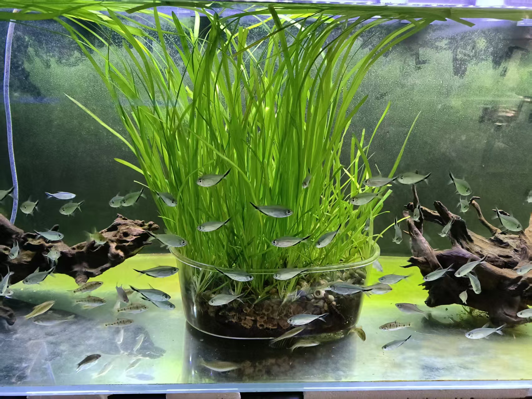 养鱼先养水_鱼缸生态系统怎么做_硝化细菌养水步骤