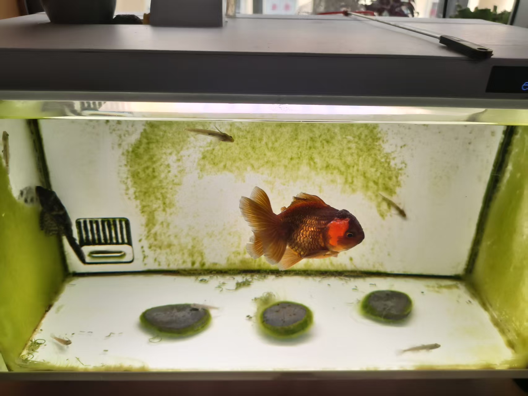 鱼缸生态系统怎么做_硝化细菌养水步骤_养鱼先养水