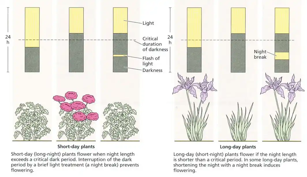 头发生长速度_眉毛睫毛生长差异_为什么眉毛生长周期是